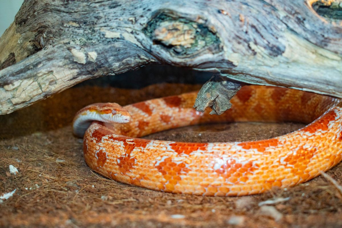 Room 105 in the Health and Life Sciences Building houses a 16-year-old corn snake named March.